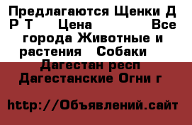 Предлагаются Щенки Д.Р.Т.  › Цена ­ 15 000 - Все города Животные и растения » Собаки   . Дагестан респ.,Дагестанские Огни г.